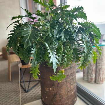  MATERA CHONTA - imagen 4