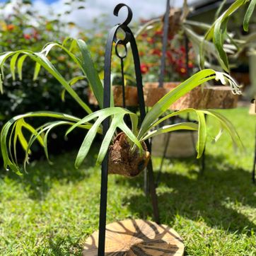 MINI PLATICERO  - imagen 1