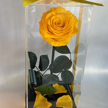 Imagen del producto SOLITARIO SOUL