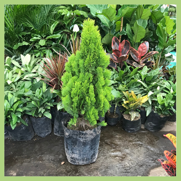 PINO LIBRO - imagen 2