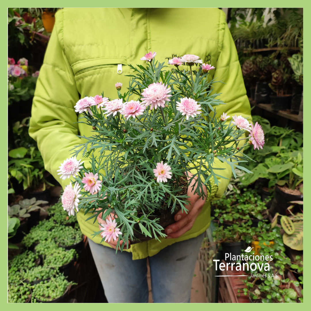 CRISANTEMO PINOCCHIO 