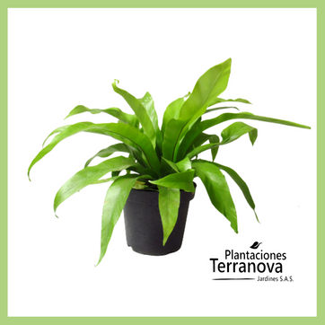 HELECHO NIDO - imagen 1