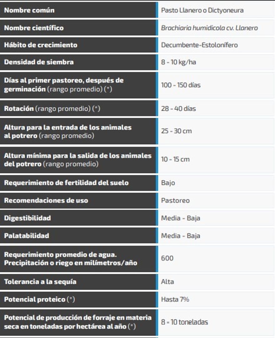 Llanero Brachiaria -Dictyoneura (Incrustada) x Kilo
