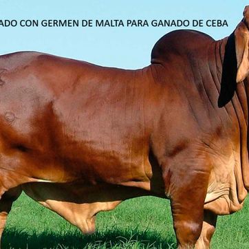 HENO PELETIZADO CON GERMEN DE MALTA PARA GANADO DE CEBA - imagen 1