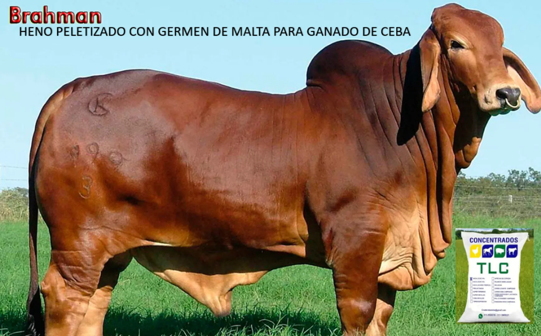 HENO PELETIZADO CON GERMEN DE MALTA PARA GANADO DE CEBA