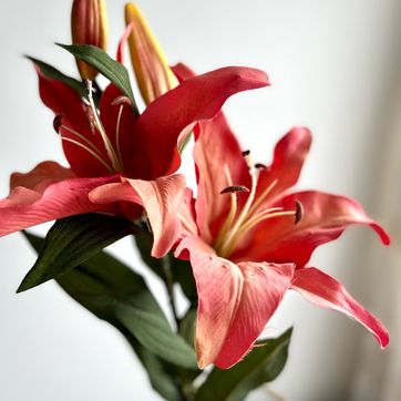 Vara Flor de Liz Roja (Azucena)  - imagen 1