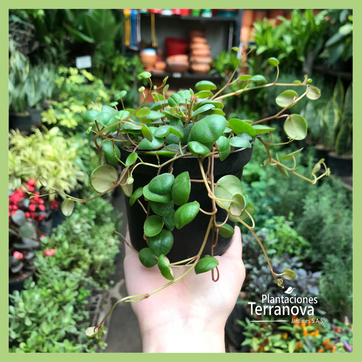 CENTAVITO - imagen 2