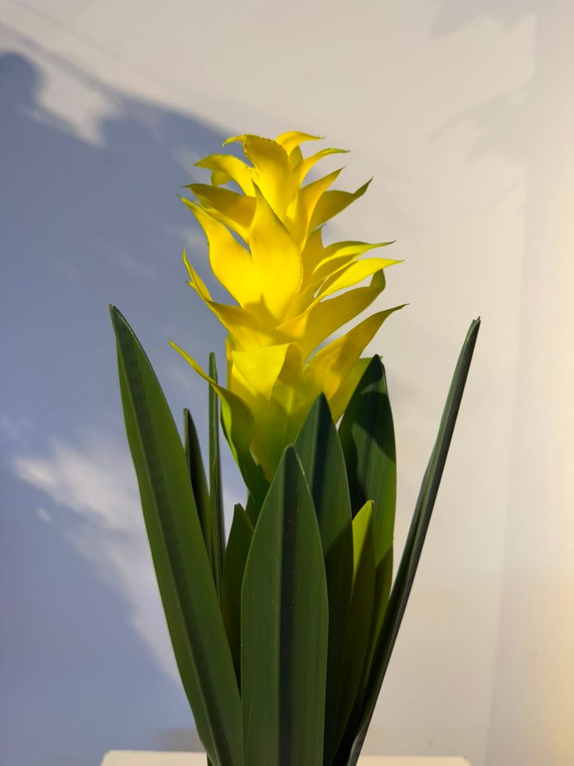 BROMELIA AMARILLA