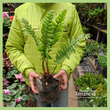 HELECHO MACHO - imagen 2