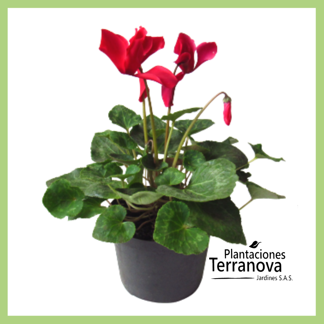 VIOLETA DE LOS ALPES GRANDE