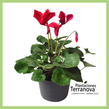 VIOLETA DE LOS ALPES GRANDE - imagen 1