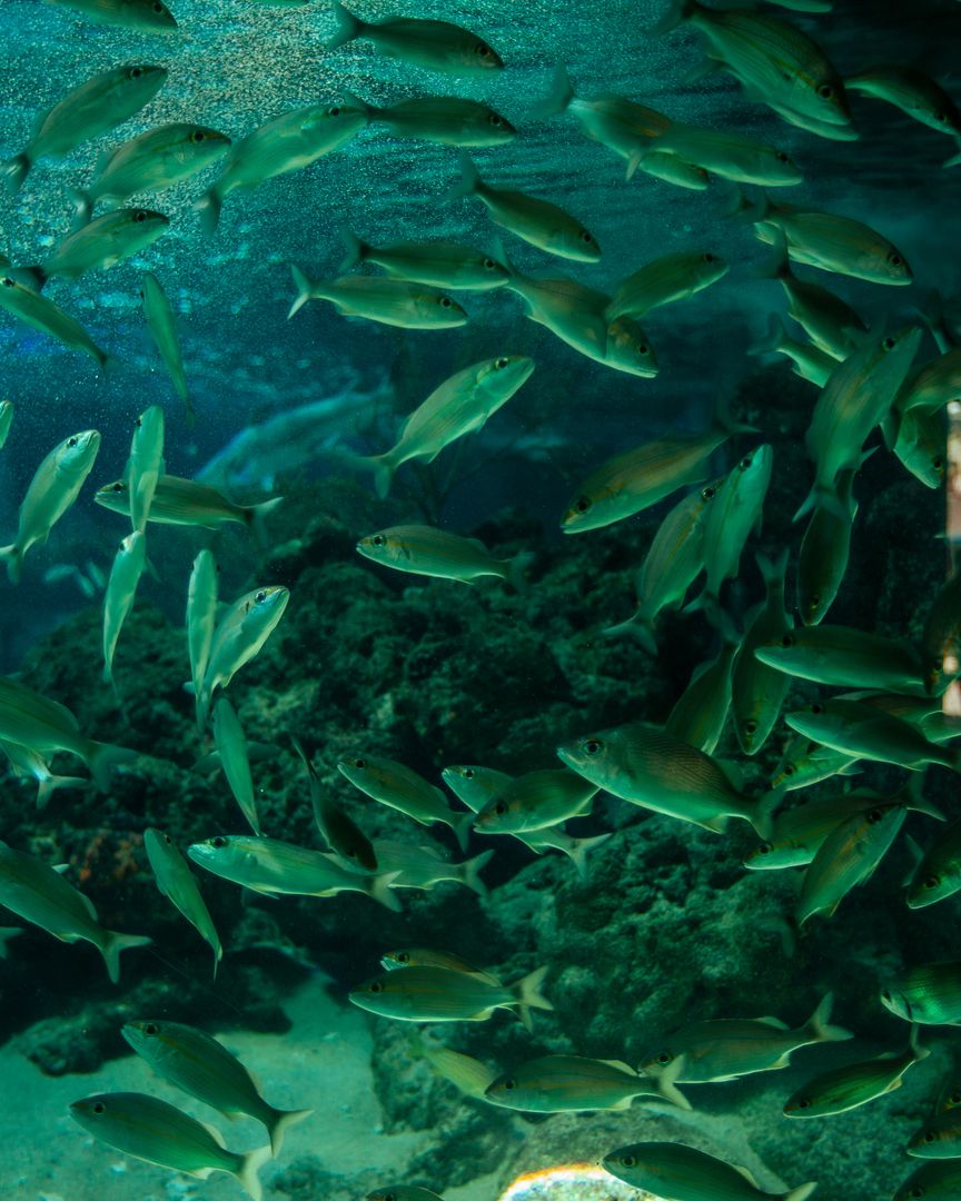 ACUARIO Y PLAYA BLANCA 