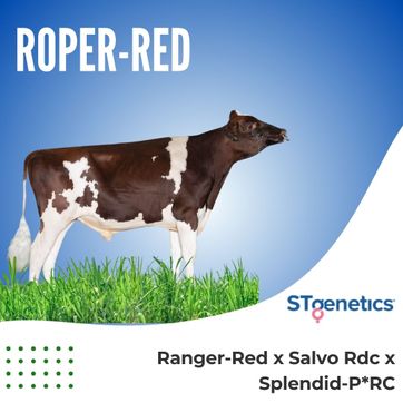 ROPER-RED - imagen 1