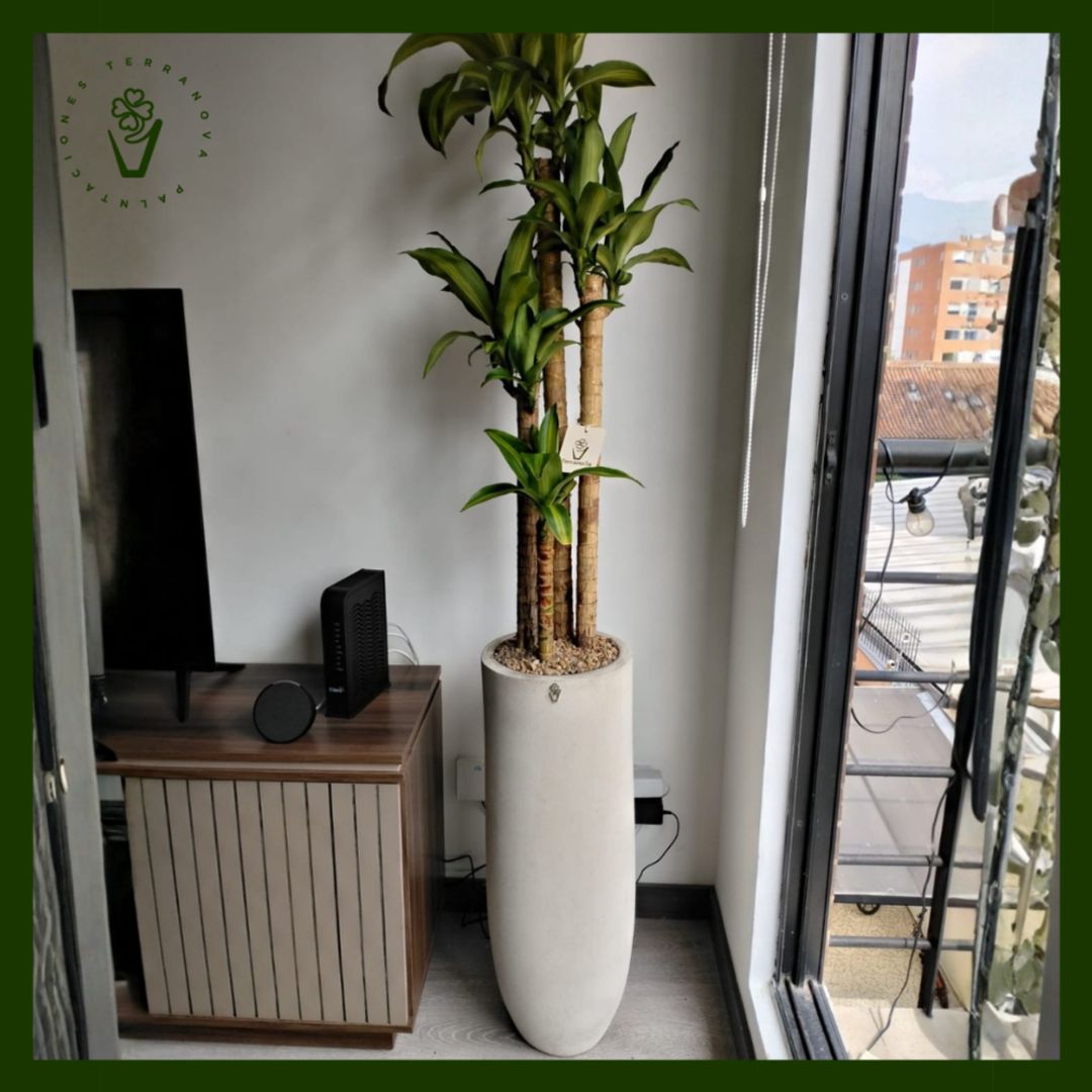 COMBO TRONCO DEL BRASIL