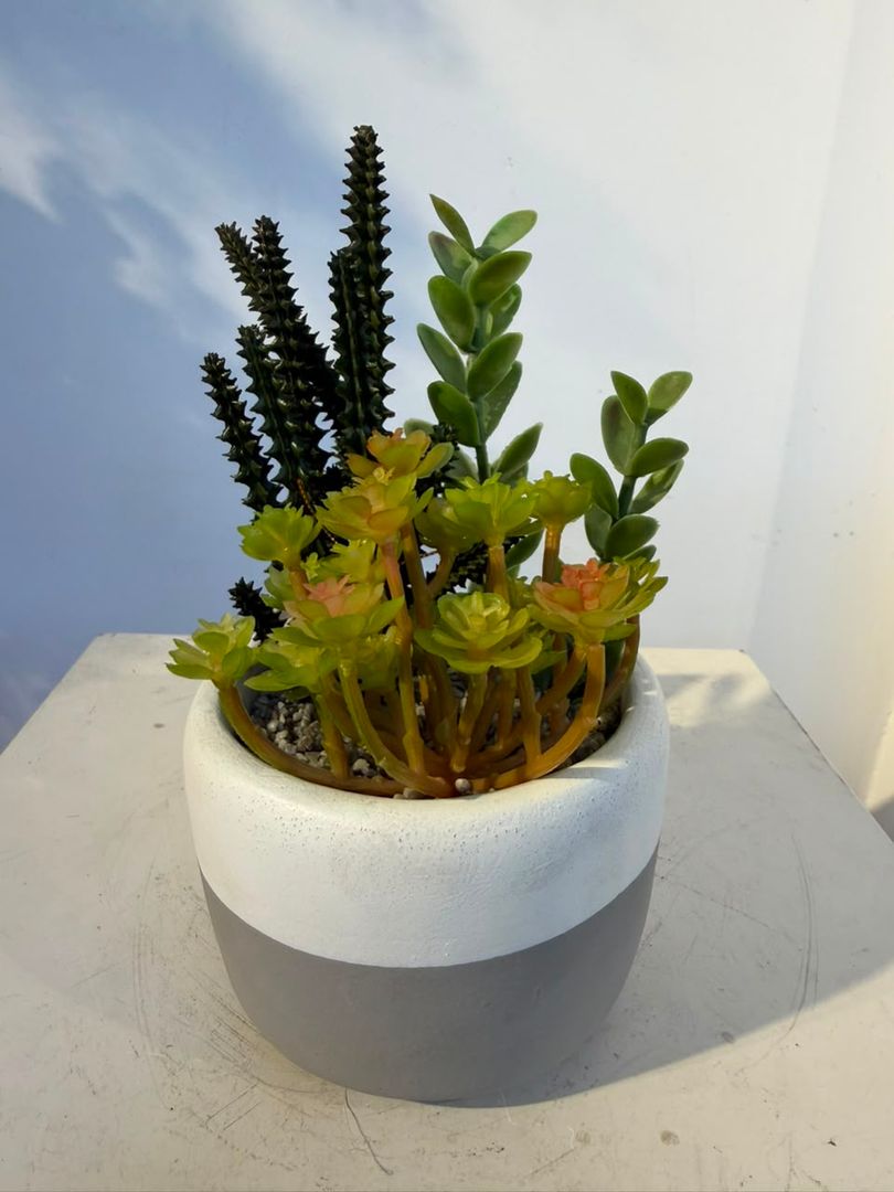 BONSAI CON SUCULENTAS SURTIDAS
