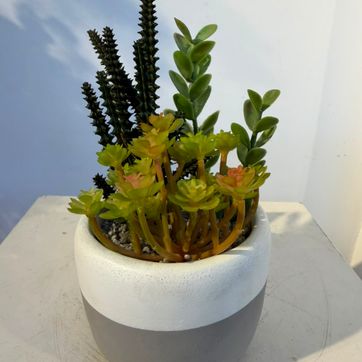 Imagen del producto BONSAI CON SUCULENTAS SURTIDAS