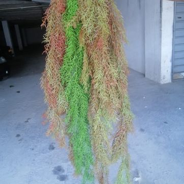 RELLENO PARA TECHO O PAREDES - imagen 1