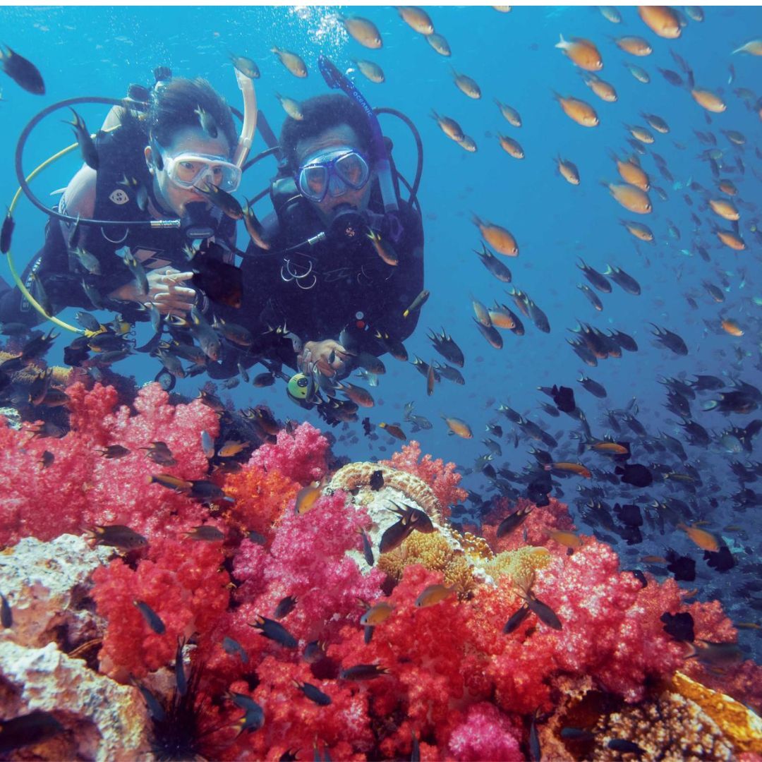 BUCEO PARQUE TAYRONA