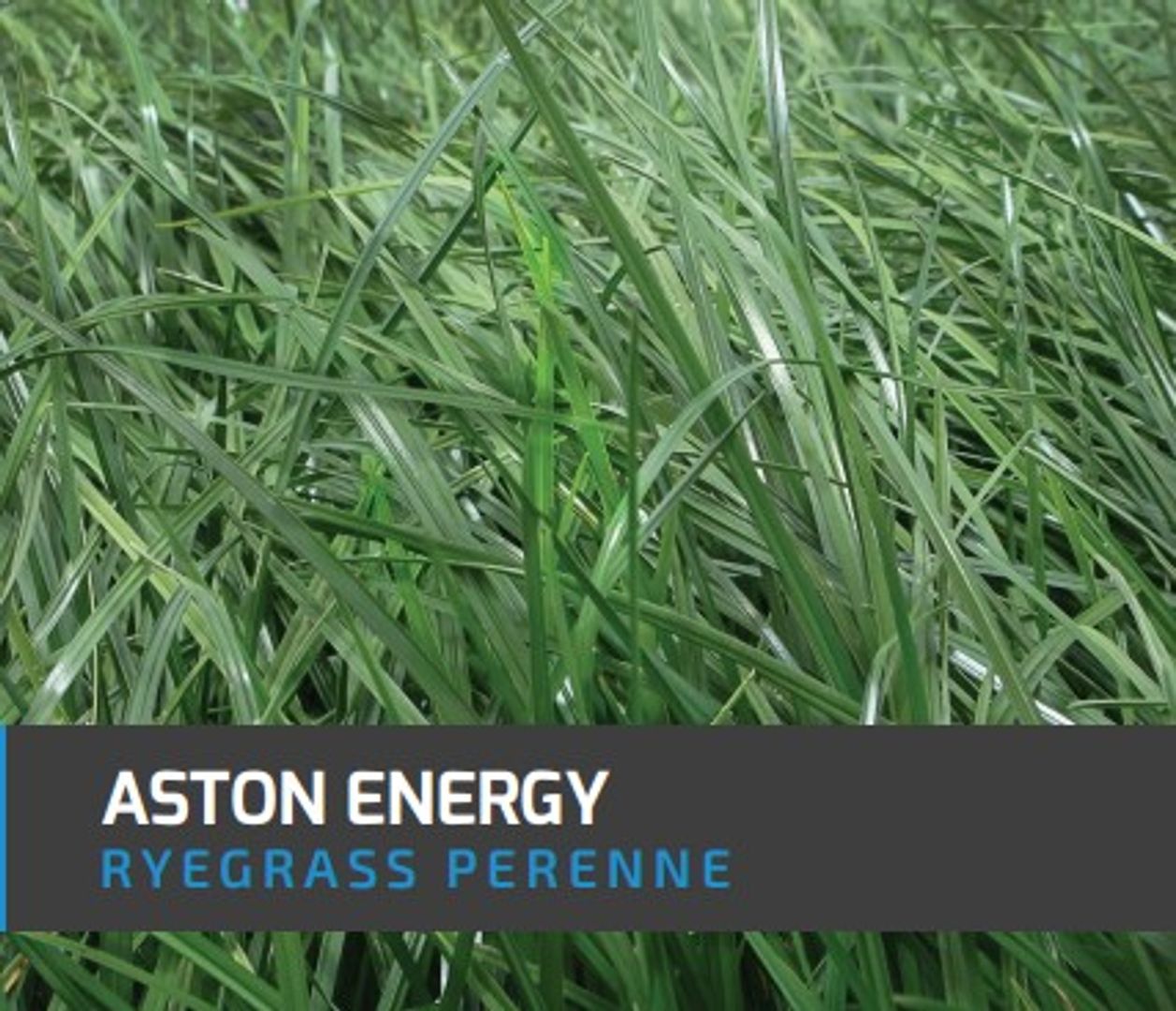 Ryegrass Aston Energy (Perenne tetraploide) x Kilo