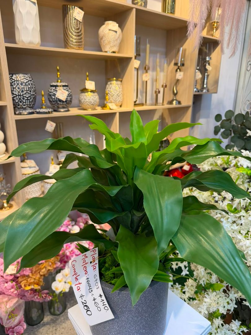 PLANTA DRACENA ENANA