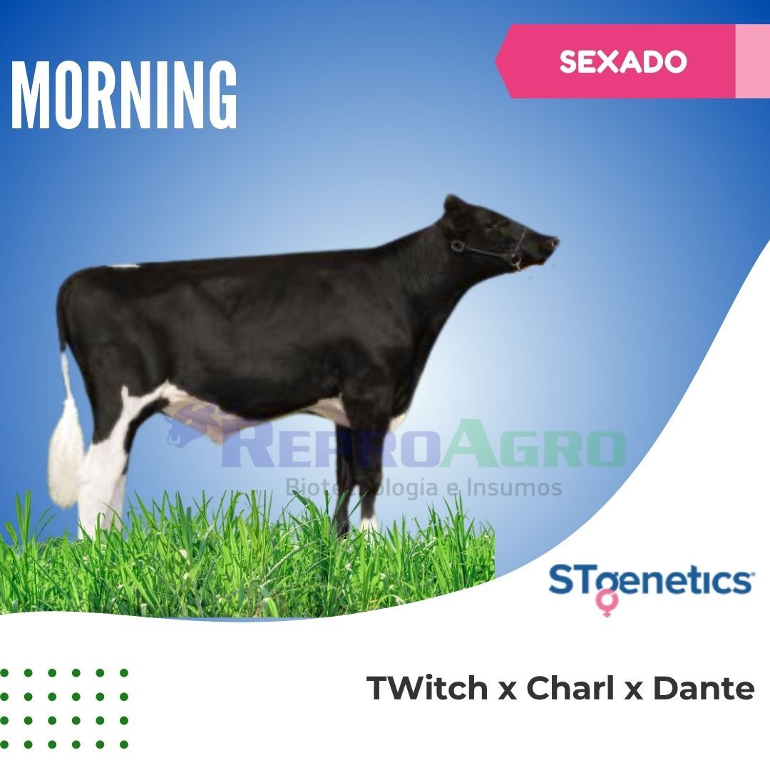 MORNING SEXADO