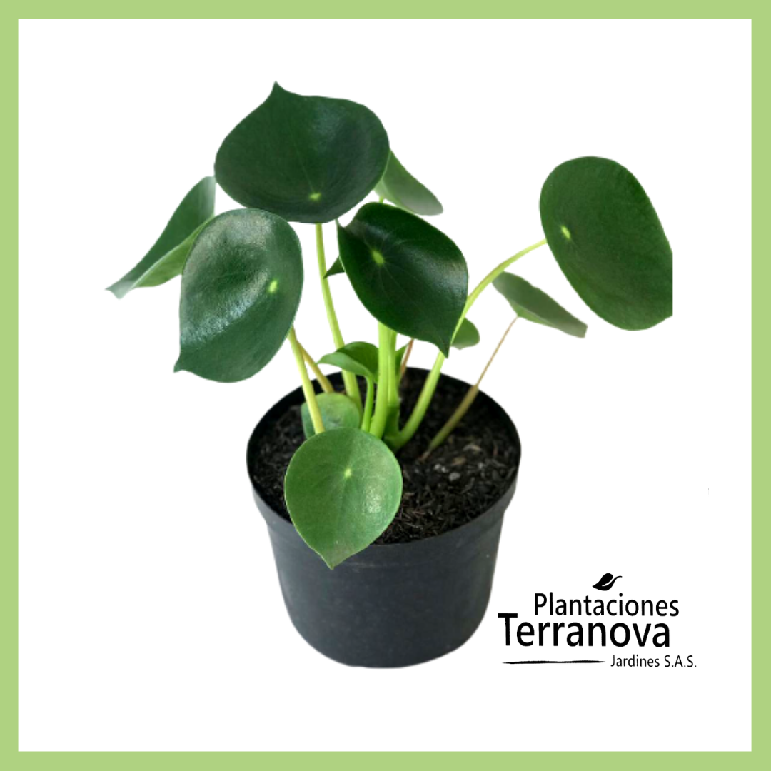PEPEROMIA CUCHARITA