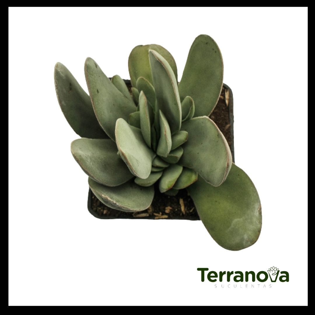 CRASSULA COTYLEYDONIS