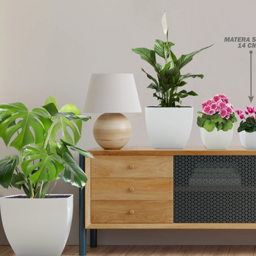 MATERA SIENA - imagen 2