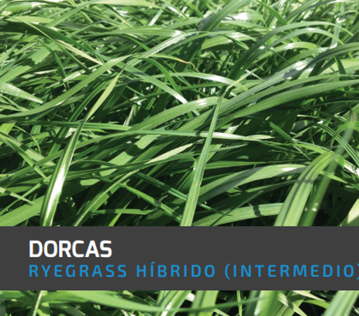 Ryegrass Dorcas (Híbrido tetraploide) x Kilo