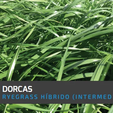 Ryegrass Dorcas (Híbrido tetraploide) x Kilo - imagen 1