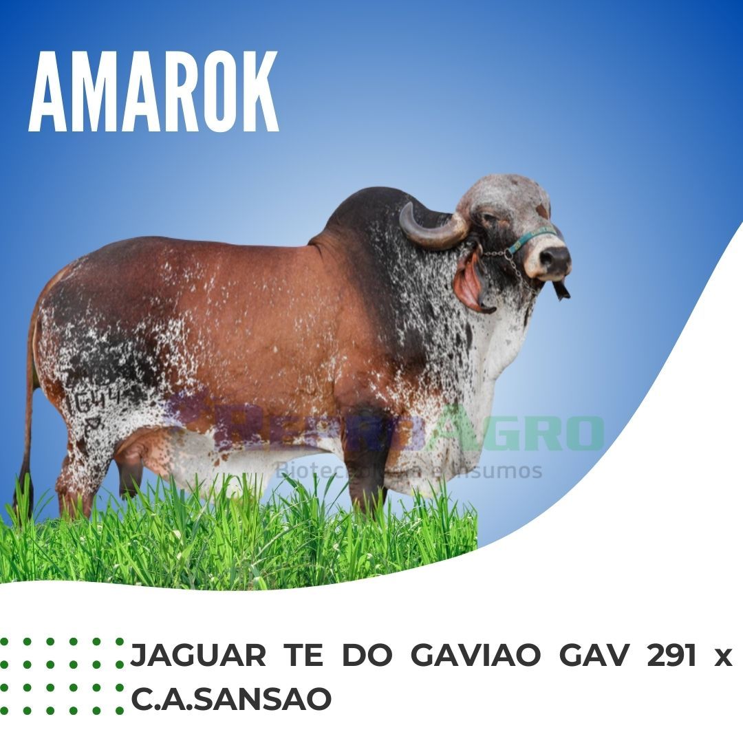 AMAROK