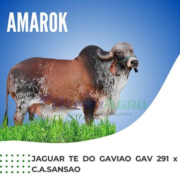 AMAROK - imagen 1