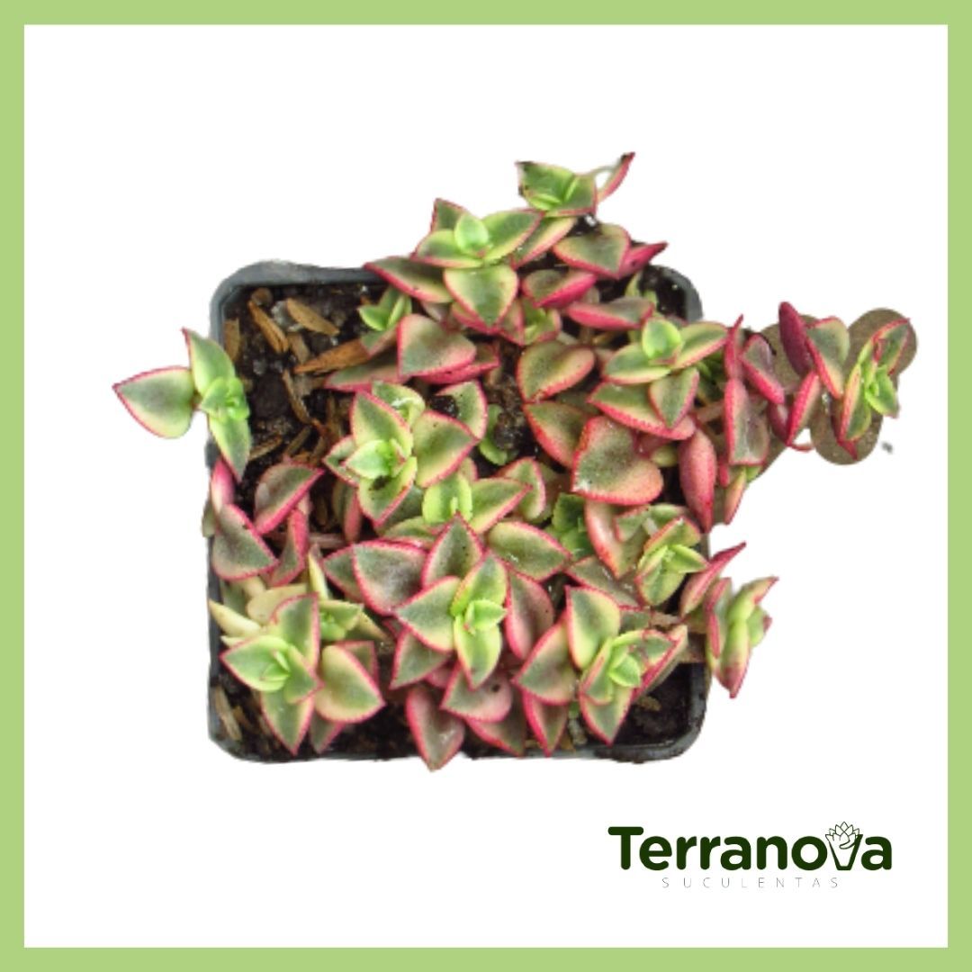 CRASSULA PELLUCIDA VAR