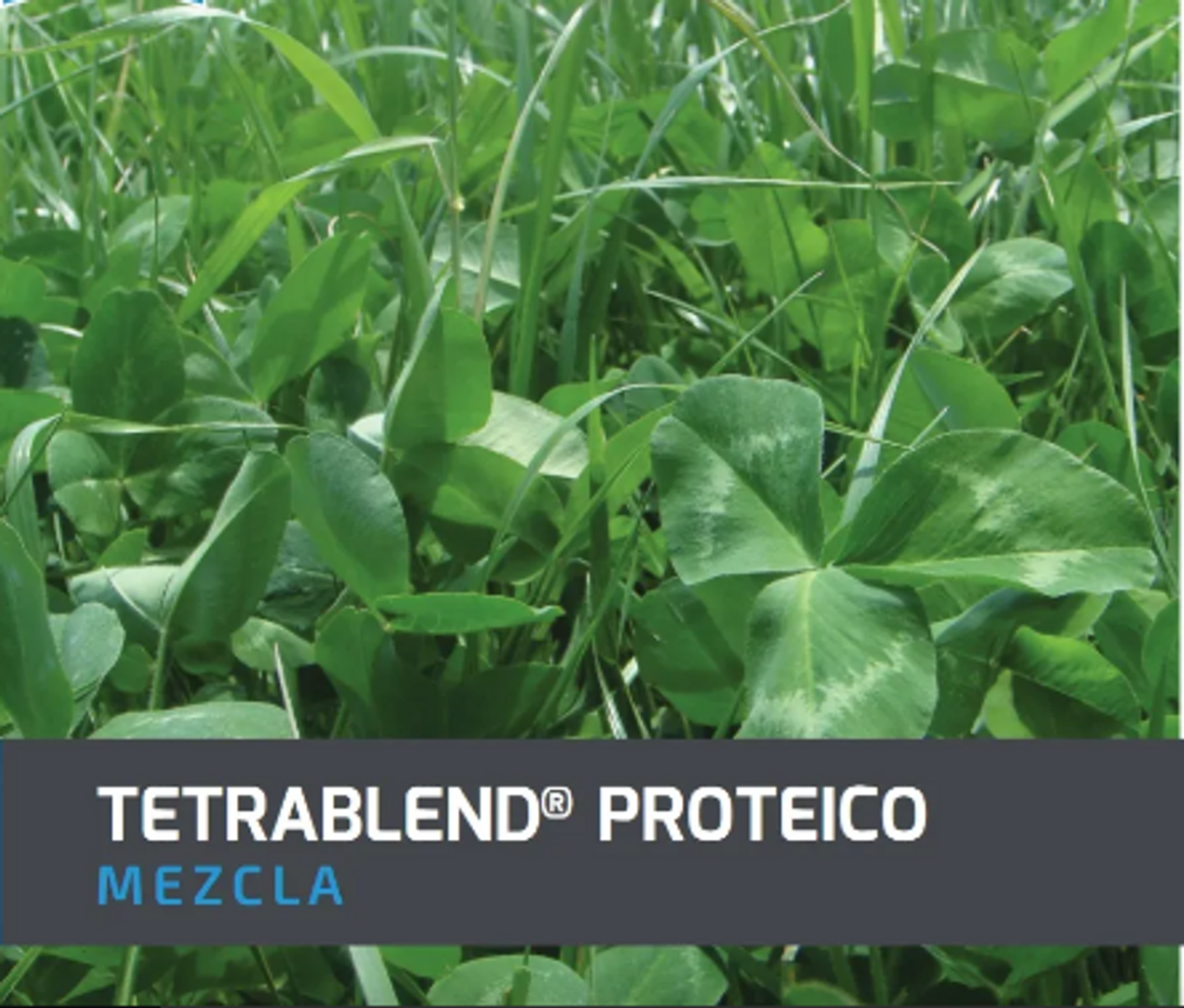 Tetrablend Proteico x Kilo
