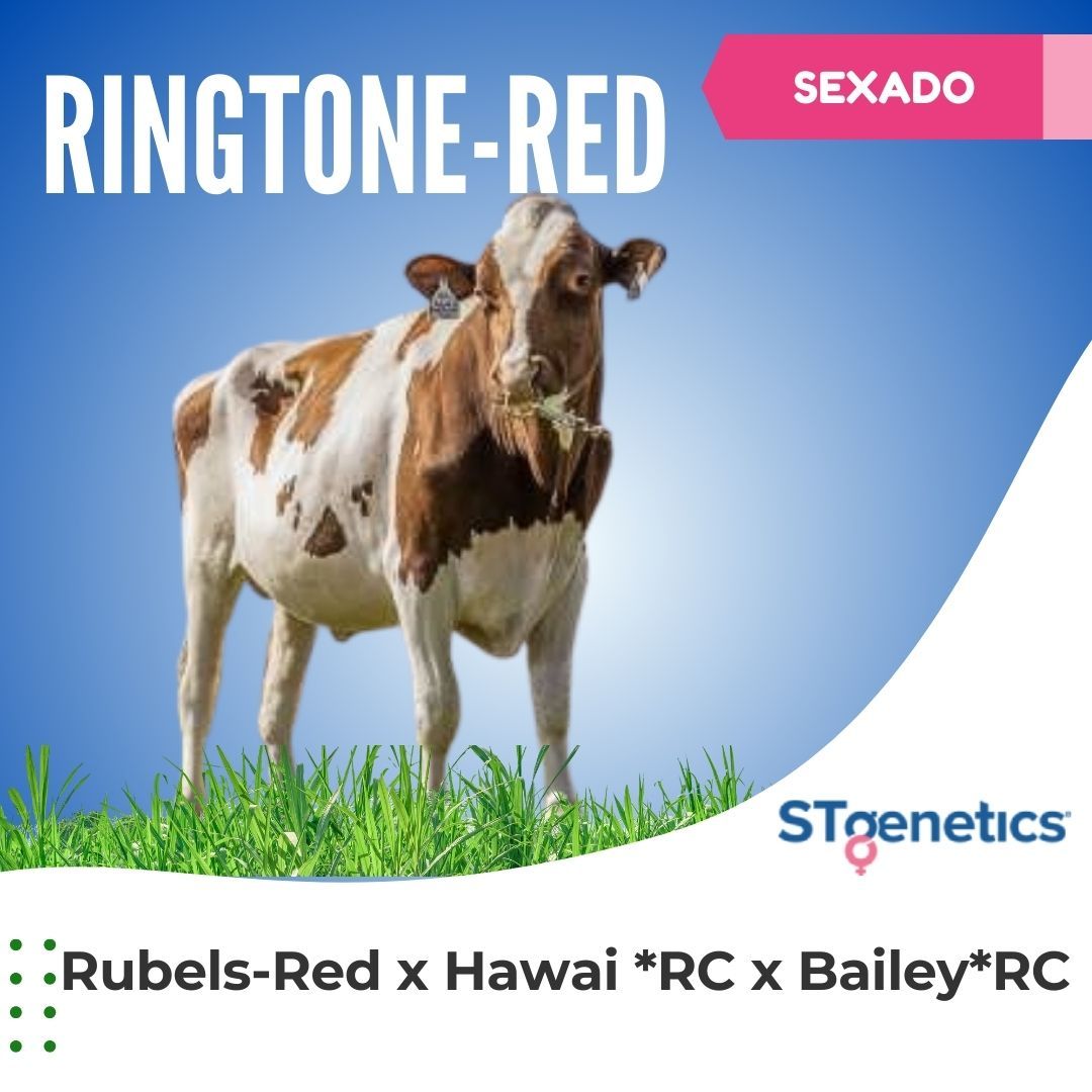 RINGTONE-RED SEXADO