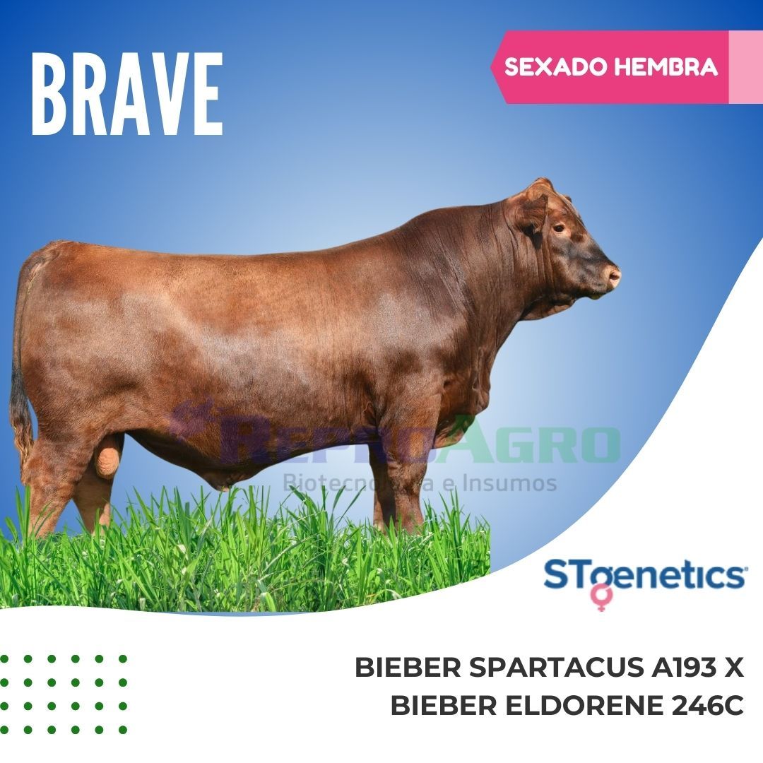 BRAVE SEXADO HEMBRA