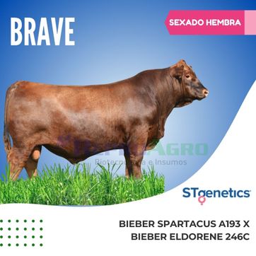 BRAVE SEXADO HEMBRA - imagen 1