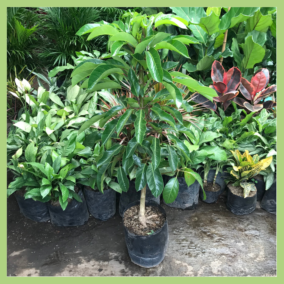SCHEFFLERA