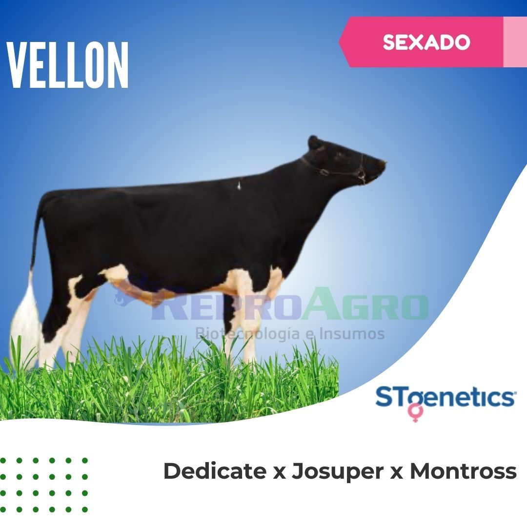 VELLON SEXADO
