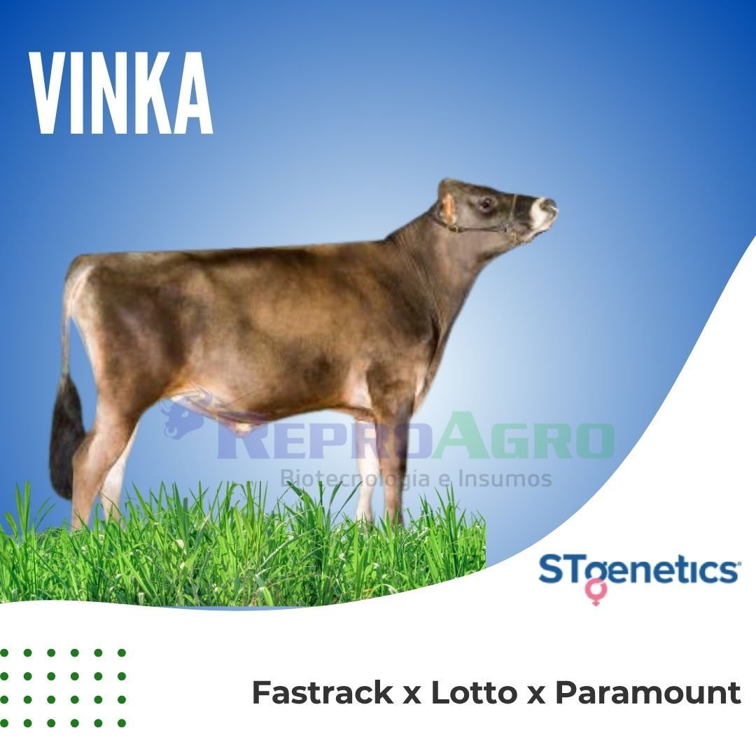 VINKA