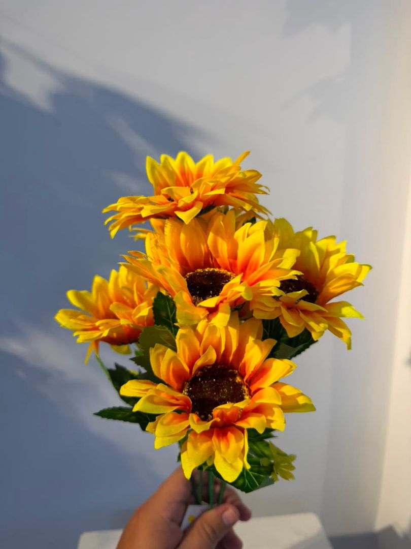 GIRASOL X 7