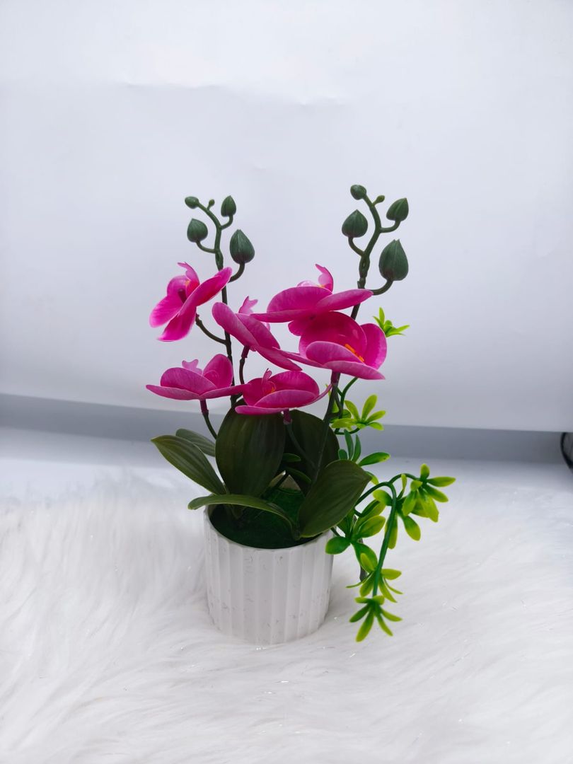 MATER ORQUIDEA JM012