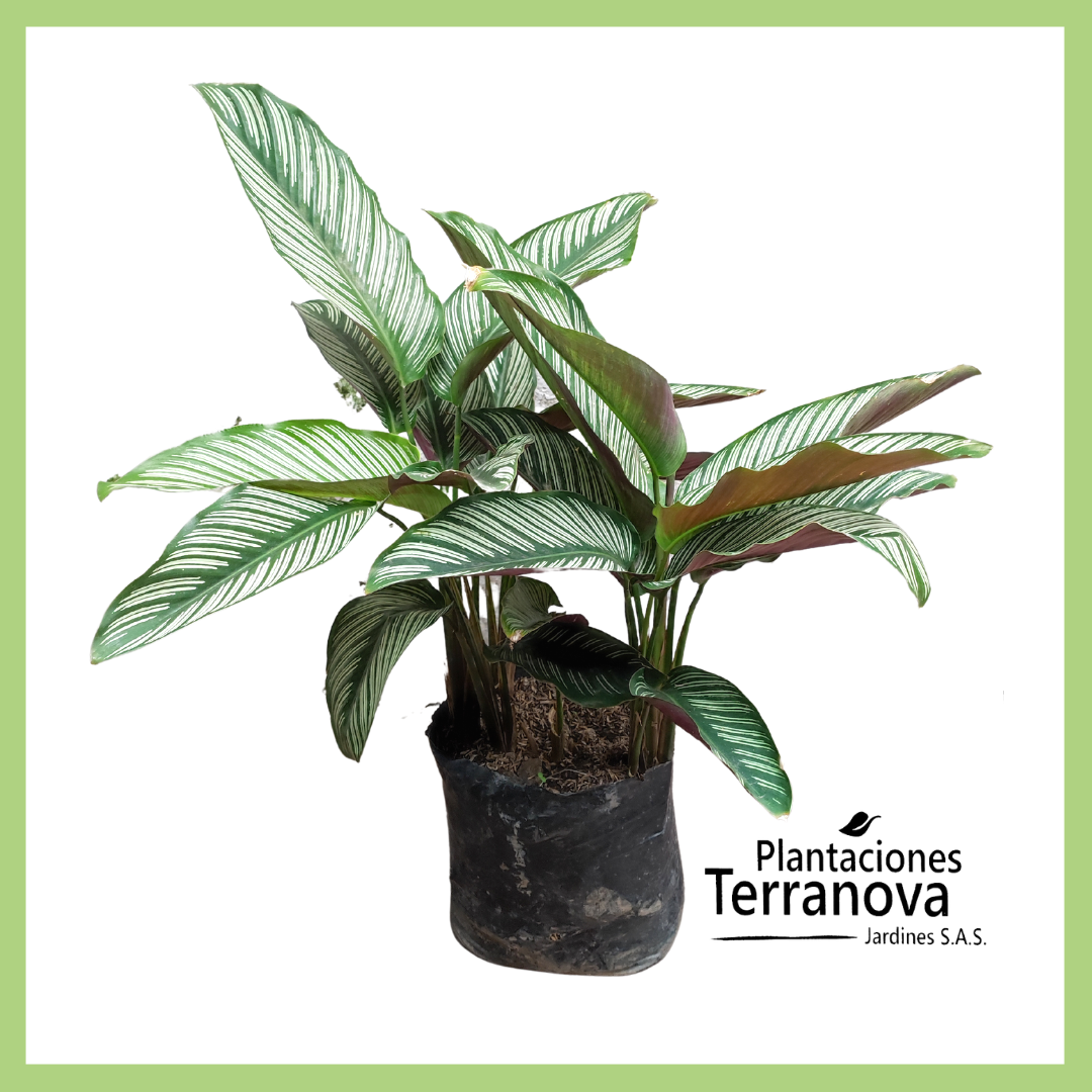 CALATHEA ORNATA GRANDE