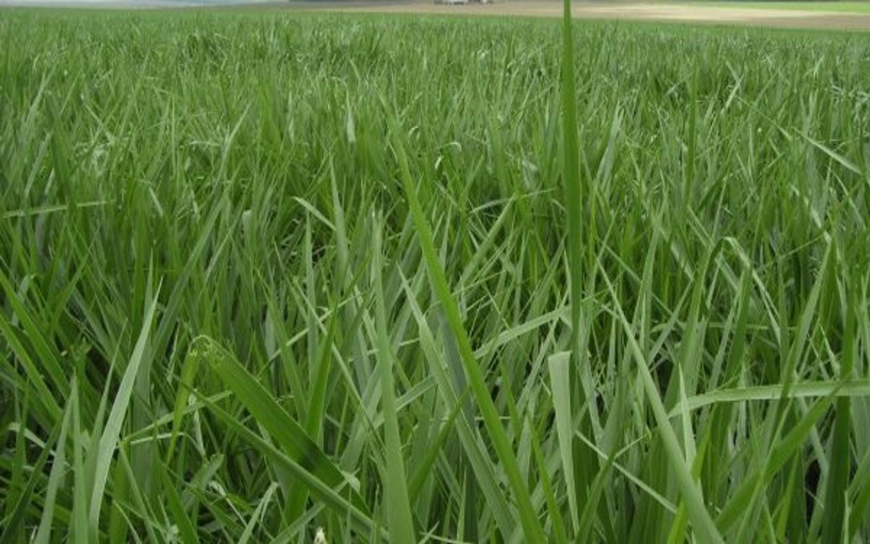 Piata Brachiaria Brizantha  (Incrustada) x Kilo