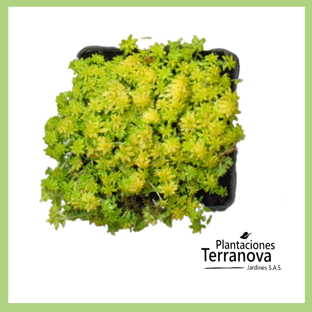 SEDUM ACRE