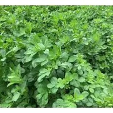 Imagen del producto Alfalfa Clima Calido y templado x Libra ( Alfagenes 15 15)