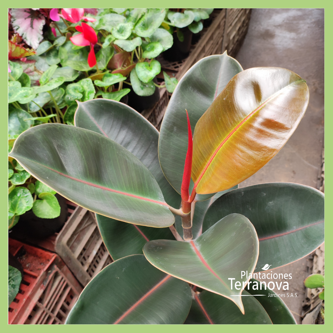 FICUS ELASTICA BURGUNDY