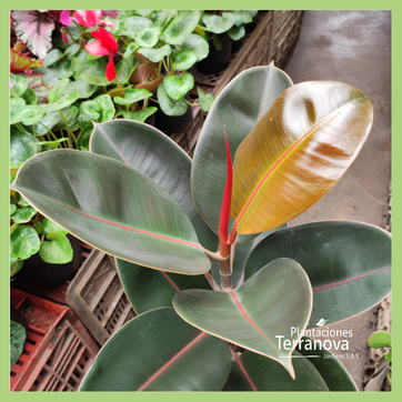 FICUS ELASTICA BURGUNDY - imagen 3