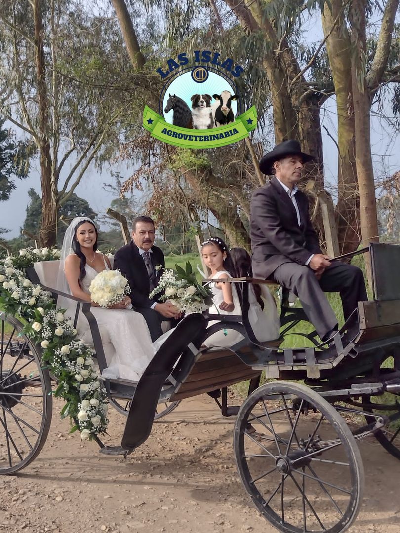 ALQUILER DE CARRUAJE CON CABALLO PARA EVENTO