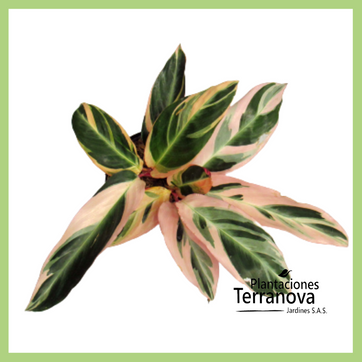 CALATHEA TRIOSTAR - imagen 1